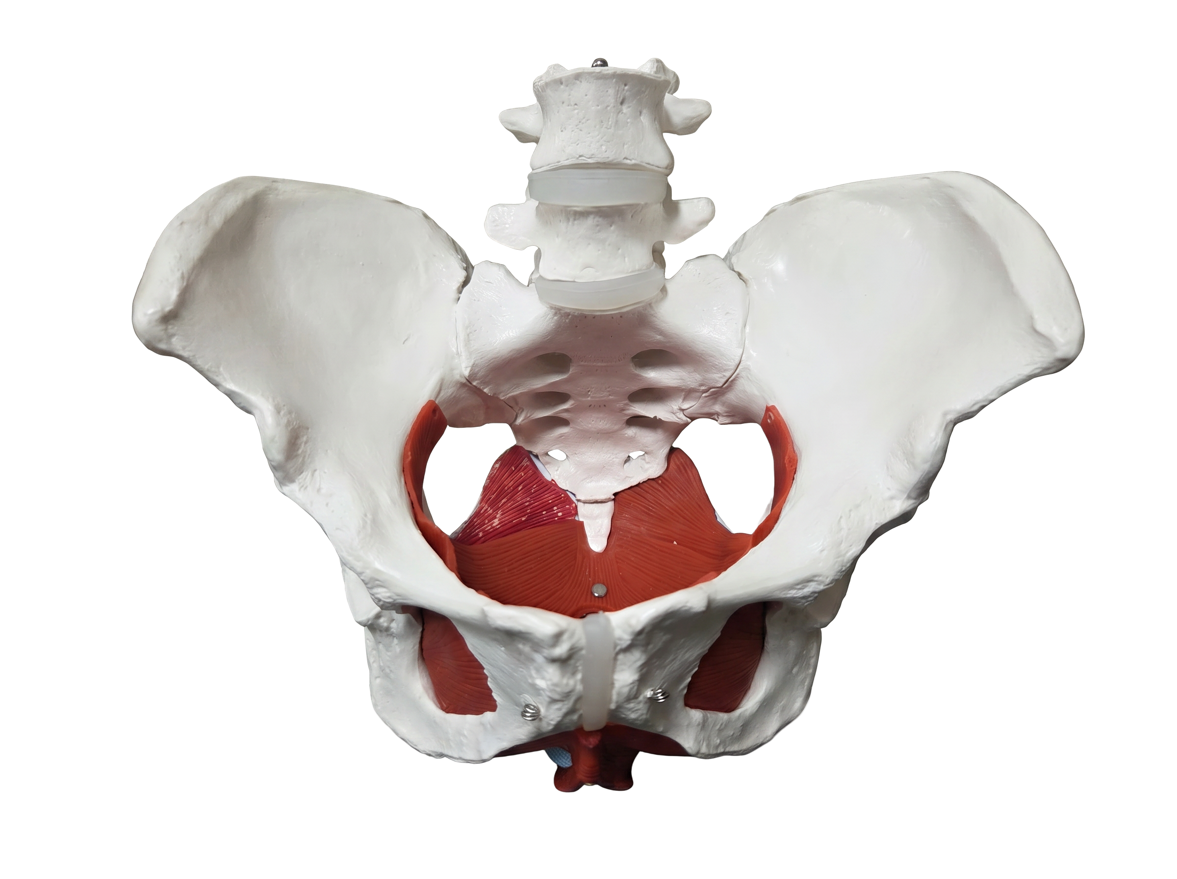 Anatomisches Modell des Beckenbodens