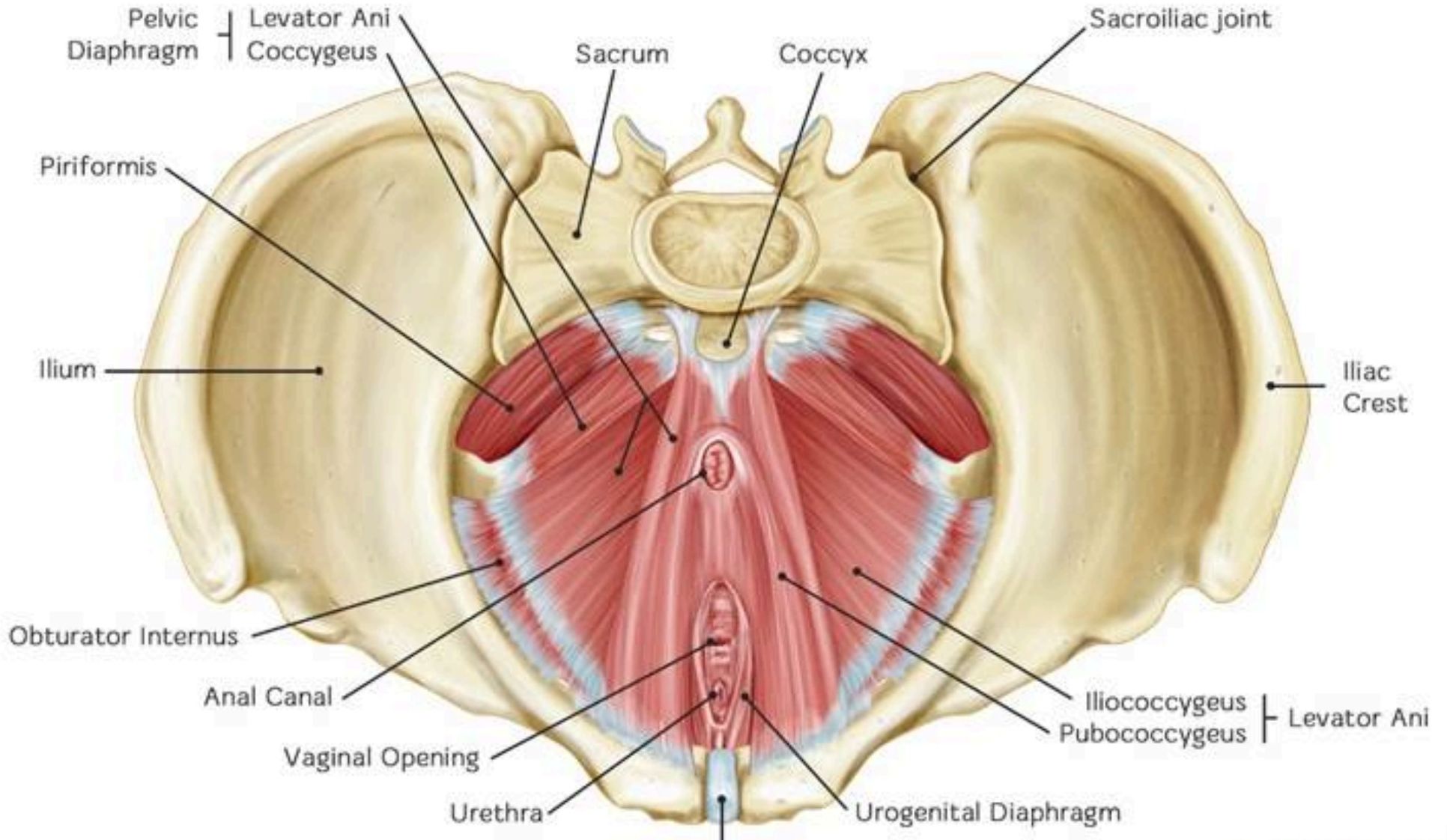 Anatomische Darstellung des Beckenbodens